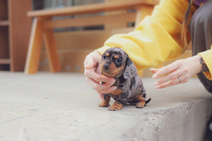 Dapple Dachshund Puppies for Sale – Premier teacup Puppies
