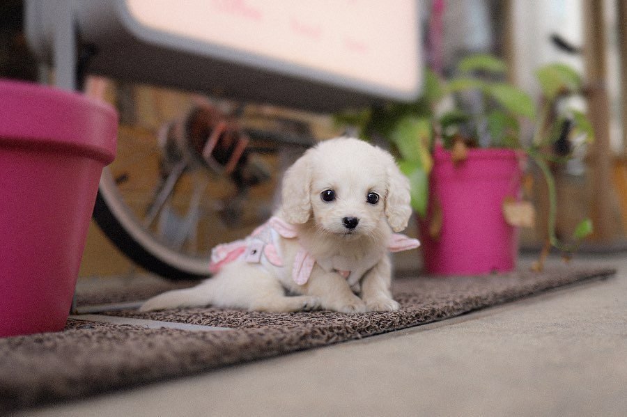 English Cream Dachshund for Sale – Premier teacup Puppies