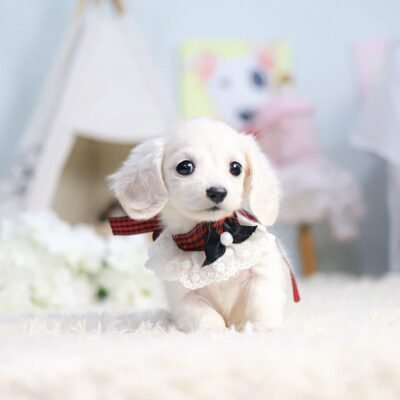 How Much is a Wire-Haired Dachshund? – Premium Teacup Pups