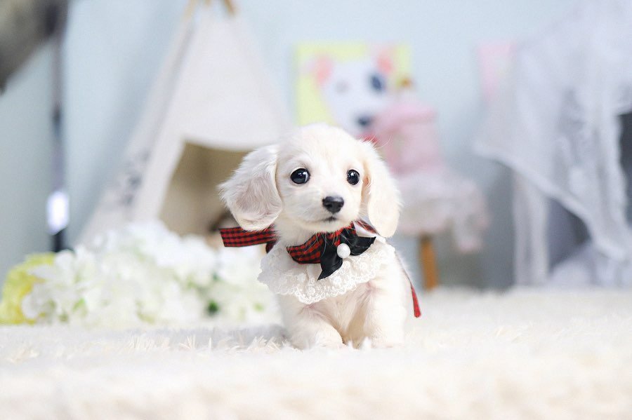 How Much is a Wire-Haired Dachshund? – Premium Teacup Pups