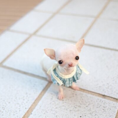 Chihuahua Breeders at Premier teacup Puppies