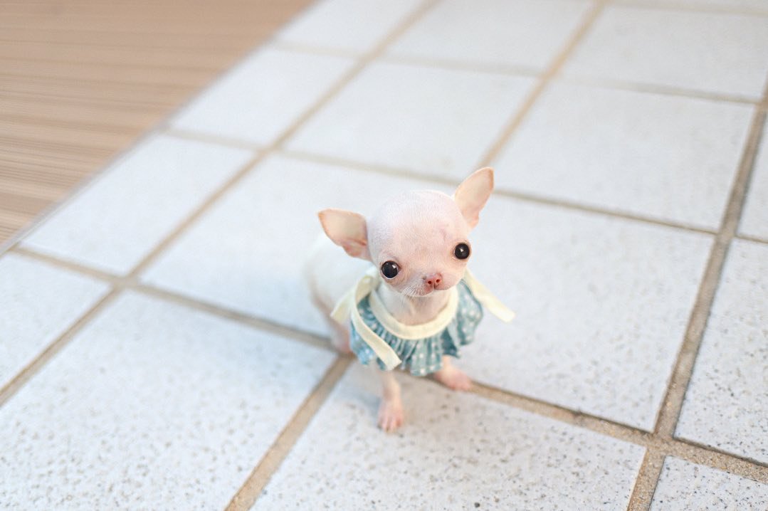 Chihuahua Breeders at Premier teacup Puppies