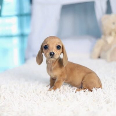 Long Haired Dachshund Puppies for Sale | Premium Teacup Pups