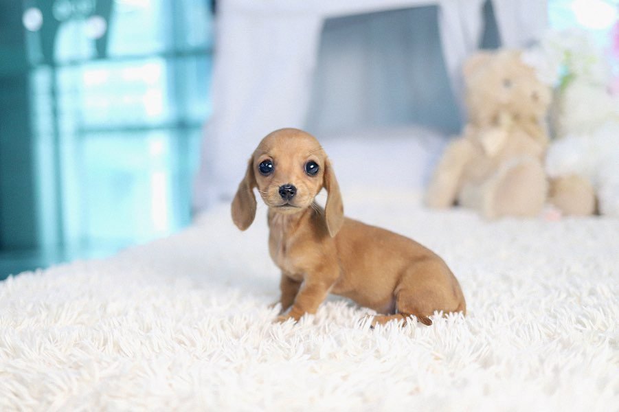 Long Haired Dachshund Puppies for Sale | Premium Teacup Pups