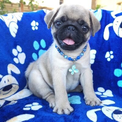 Pug Puppies for Sale in Ohio | Premier teacup Puppies