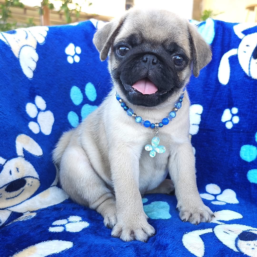 Pug Puppies for Sale in Ohio | Premier teacup Puppies