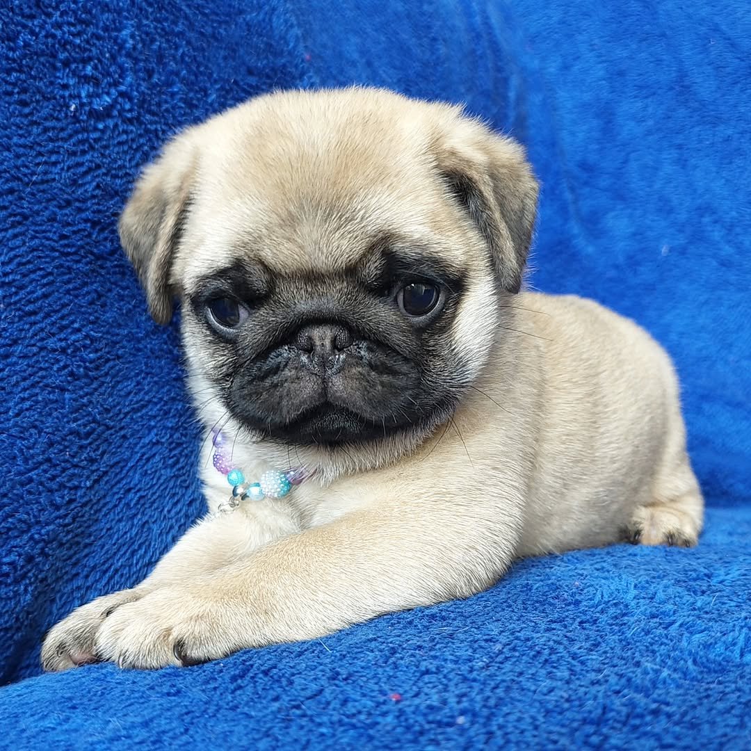 Pug Puppies for Sale in Wisconsin | Premium Teacup Pups