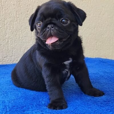 Pug Puppies for Sale in Los Angeles | Premier teacup Puppies