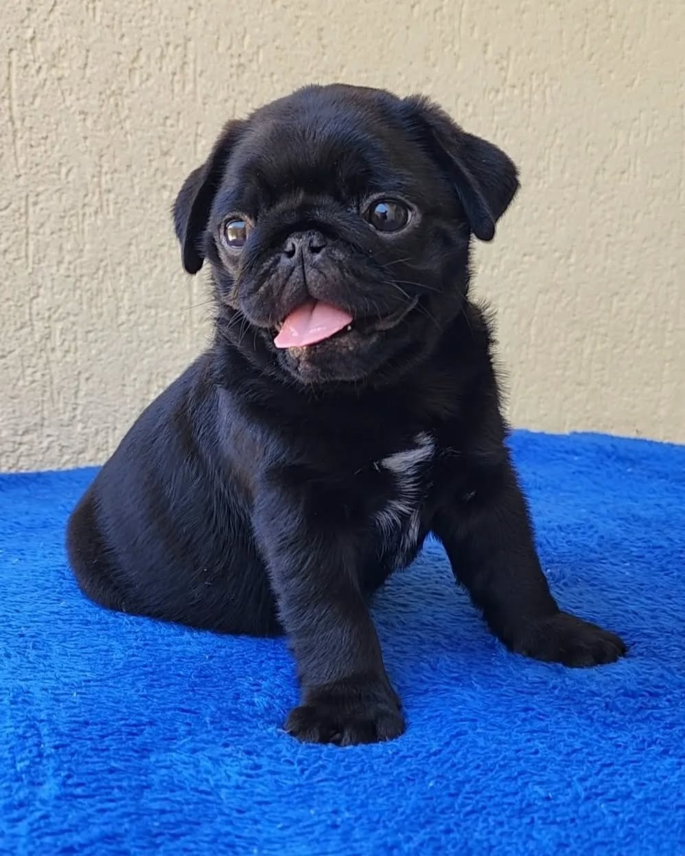Pug Puppies for Sale in Los Angeles | Premier teacup Puppies