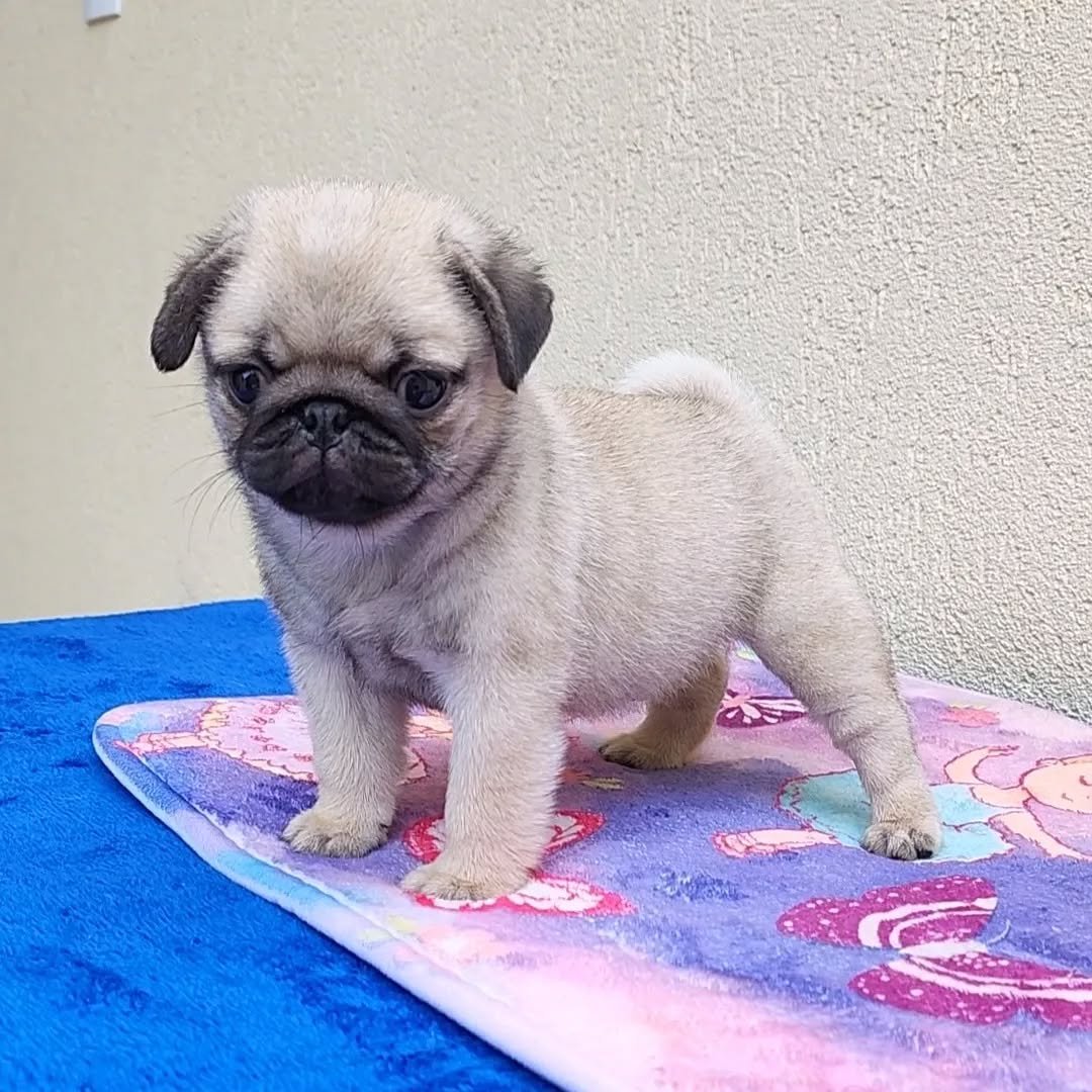 Pug Dog Puppies for Sale – Premier teacup Puppies