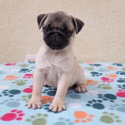 Pug Puppies for Sale in Michigan – Premium Teacup Pups