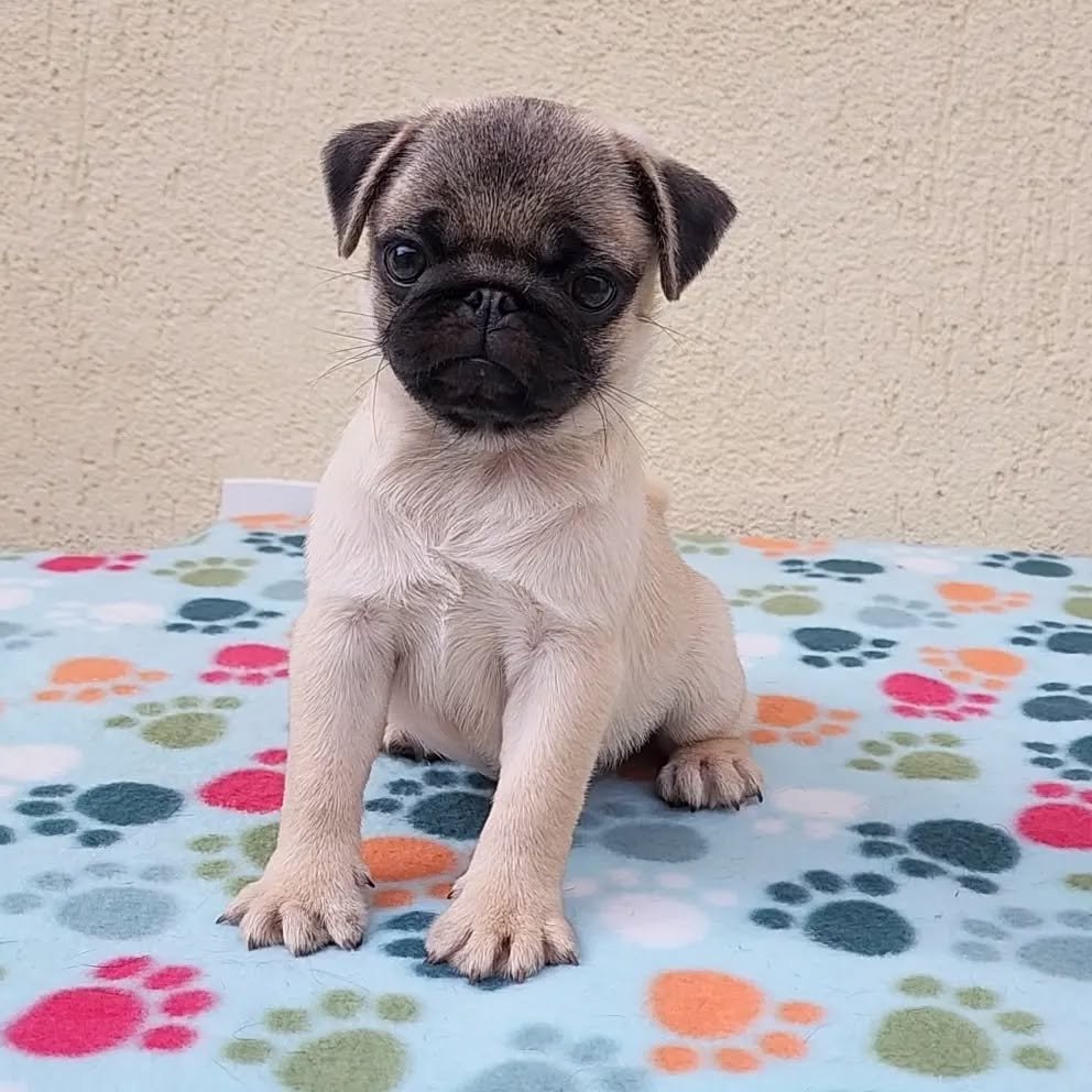 Pug Puppies for Sale in Michigan – Premium Teacup Pups