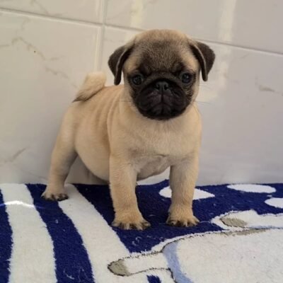 Pug Puppies for Sale $200 | Premier teacup Puppies