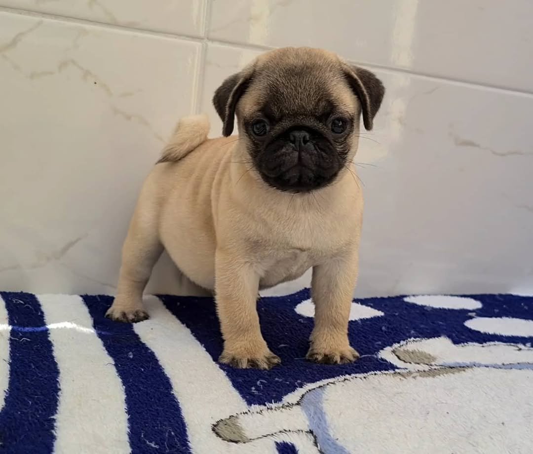 Pug Puppies for Sale $200 | Premier teacup Puppies