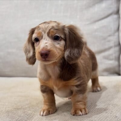 Dapple Dachshund Puppies for Sale | Premier teacup Puppies