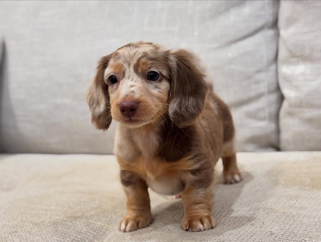 Dapple Dachshund Puppies for Sale | Premier teacup Puppies