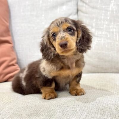 Cream Mini Dachshund Puppies for Sale | Premium Teacup Pups