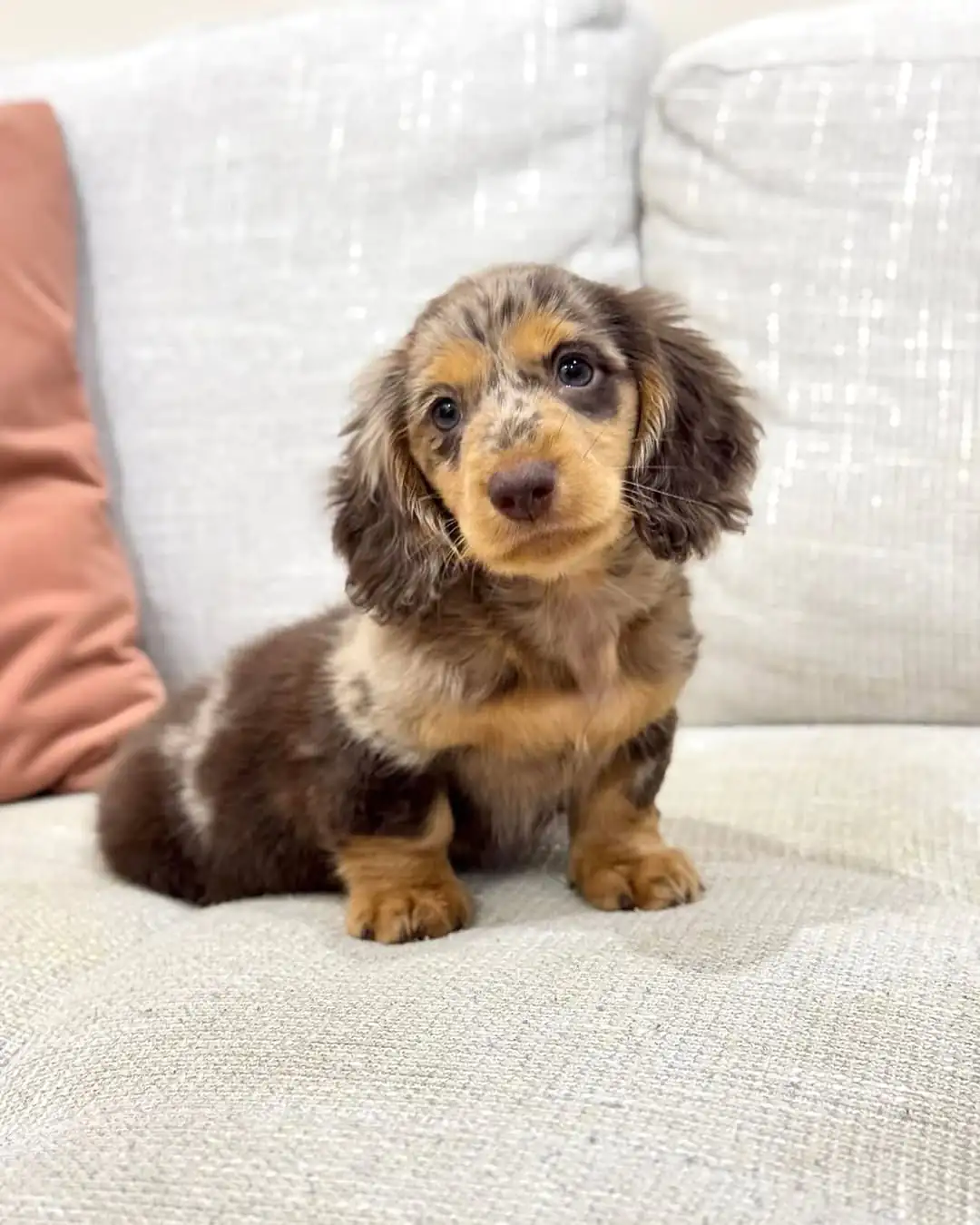 Cream Mini Dachshund Puppies for Sale | Premium Teacup Pups