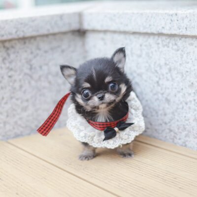 Teacup Chihuahuas for Sale by Owner at Premier teacup Puppies