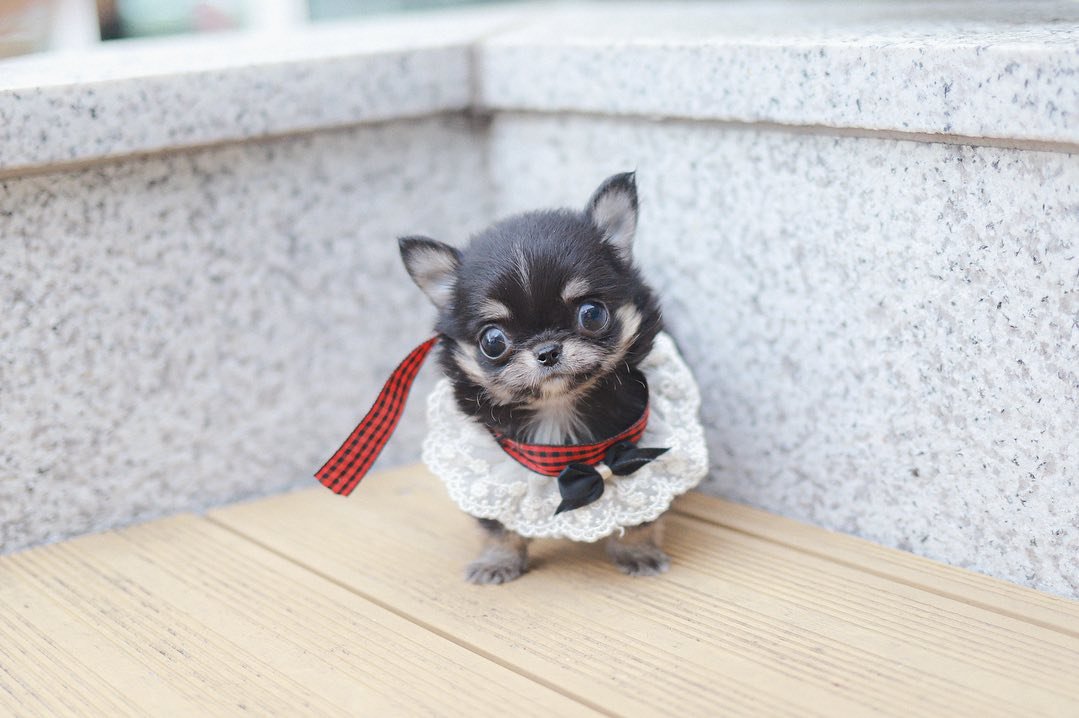 Teacup Chihuahuas for Sale by Owner at Premier teacup Puppies