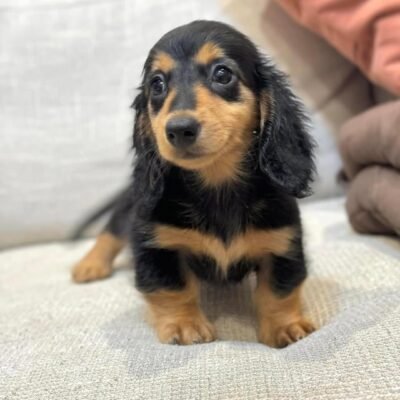 Long-Haired Dachshund Puppies for Sale | Premium Teacup Pups