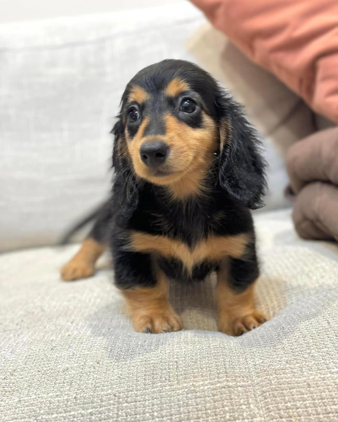 Long-Haired Dachshund Puppies for Sale | Premium Teacup Pups