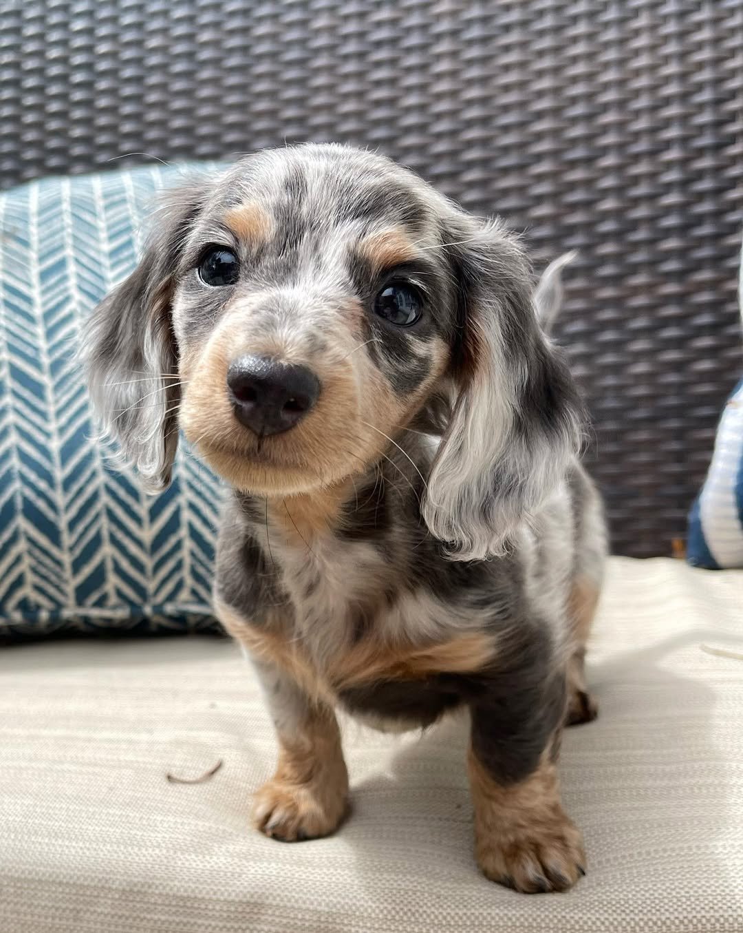 Dachshund Puppies for Sale in Texas | Premier teacup Puppies