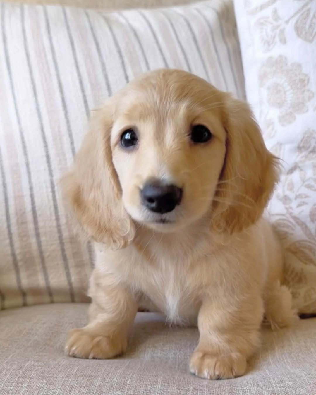 Long Haired Red Dachshund Puppies for Sale