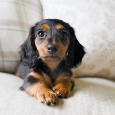 Trusted Dachshund Breeders | Premier teacup Puppies