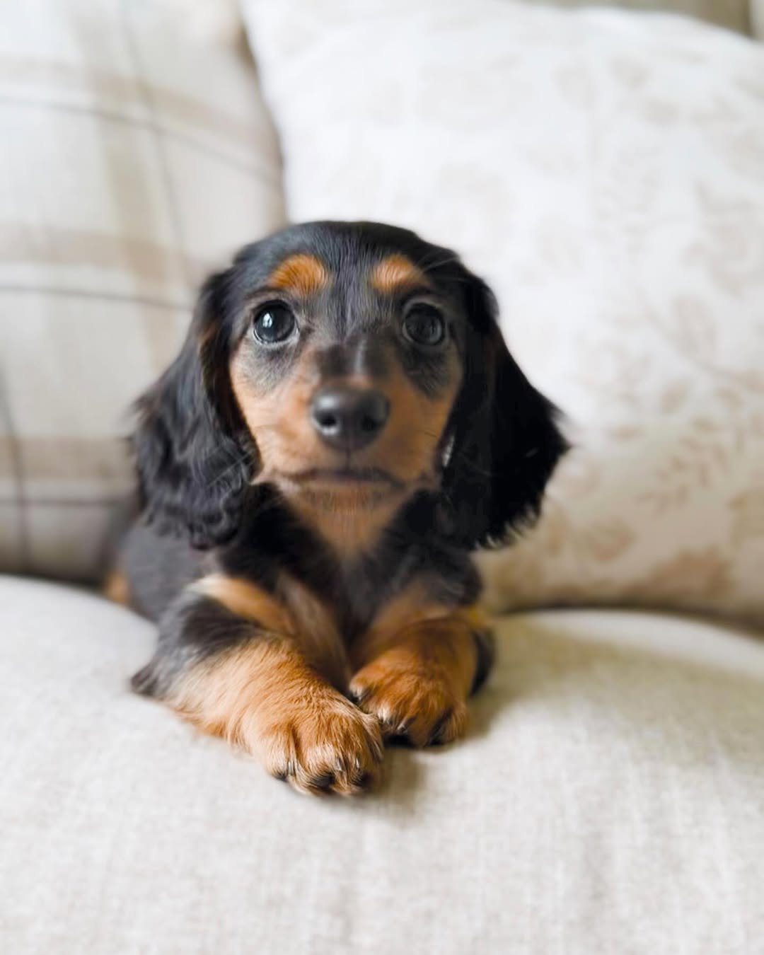 Trusted Dachshund Breeders | Premier teacup Puppies