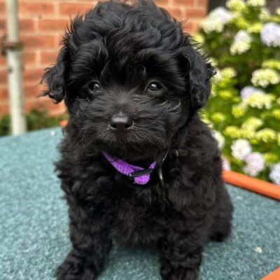 Pomapoo for Sale | Premier teacup Puppies
