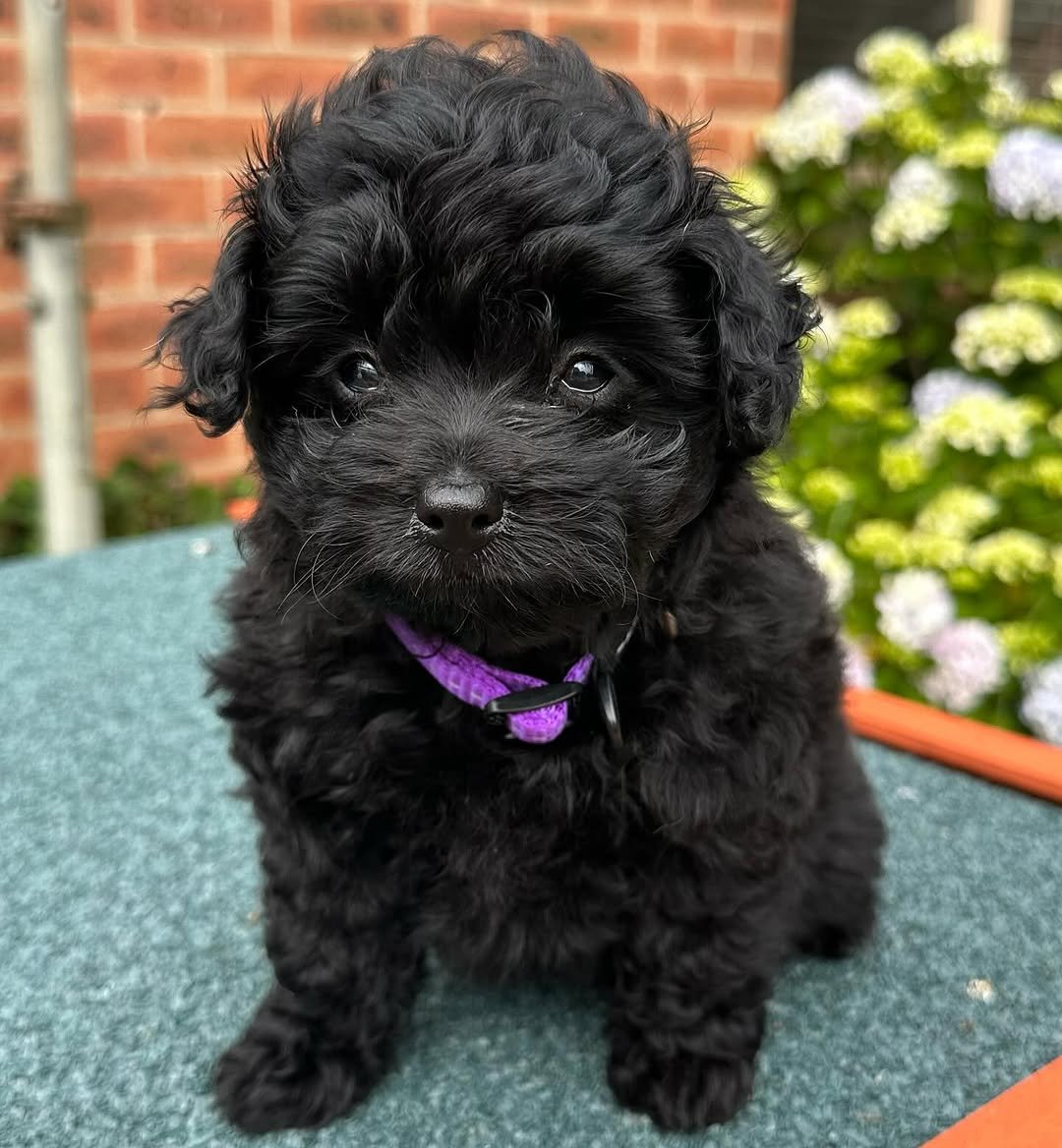 Pomapoo for Sale | Premier teacup Puppies