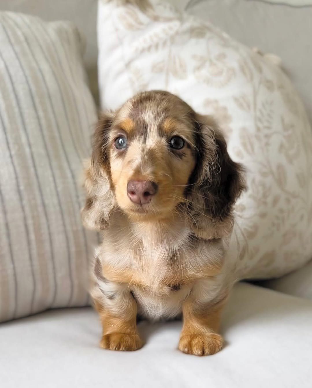 Tiny Wire Haired Dachshunds for Sale | Premier teacup Puppies