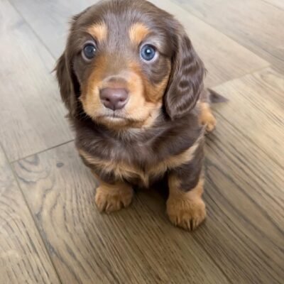 Teacup Dachshund Puppies for Sale – Premier teacup Puppies