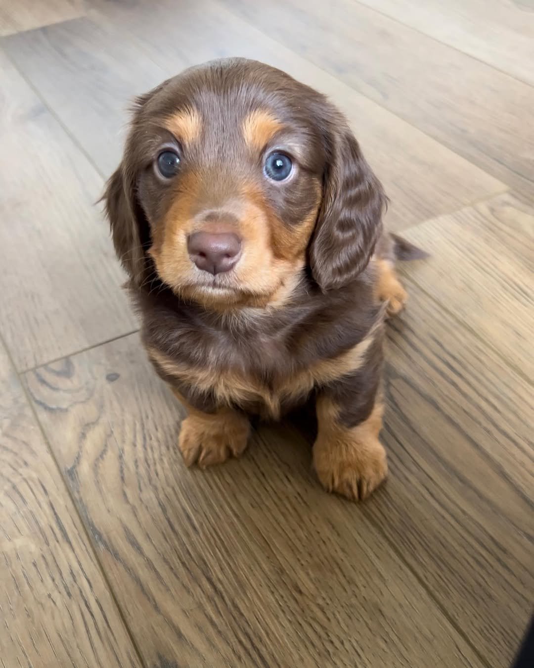 Teacup Dachshund Puppies for Sale – Premier teacup Puppies