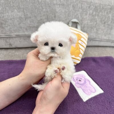 Bichon Frise Puppies for Sale Under $500 – Premier teacup Puppies