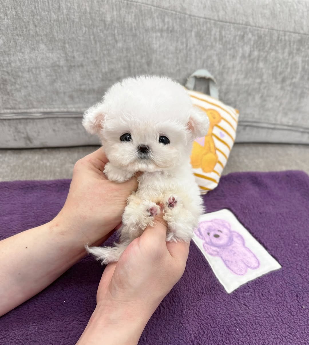 Bichon Frise Puppies for Sale Under $500 – Premier teacup Puppies