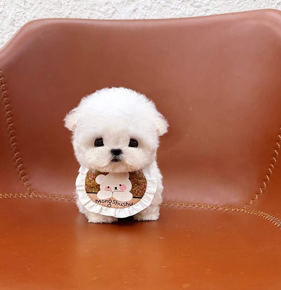 Bichon Frise Puppies for Adoption – Premier teacup Puppies