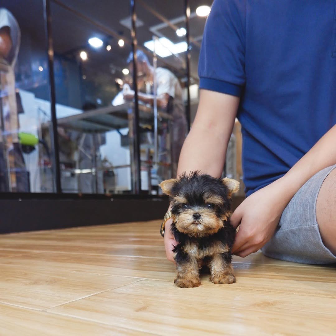 Yorkie Puppies for $500 | Premier teacup Puppies