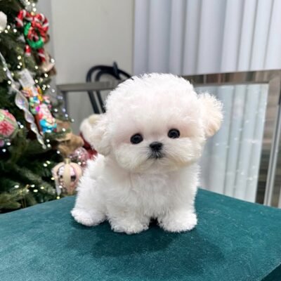 Bichon Frise Puppies for Sale in Dallas – Premier teacup Puppies