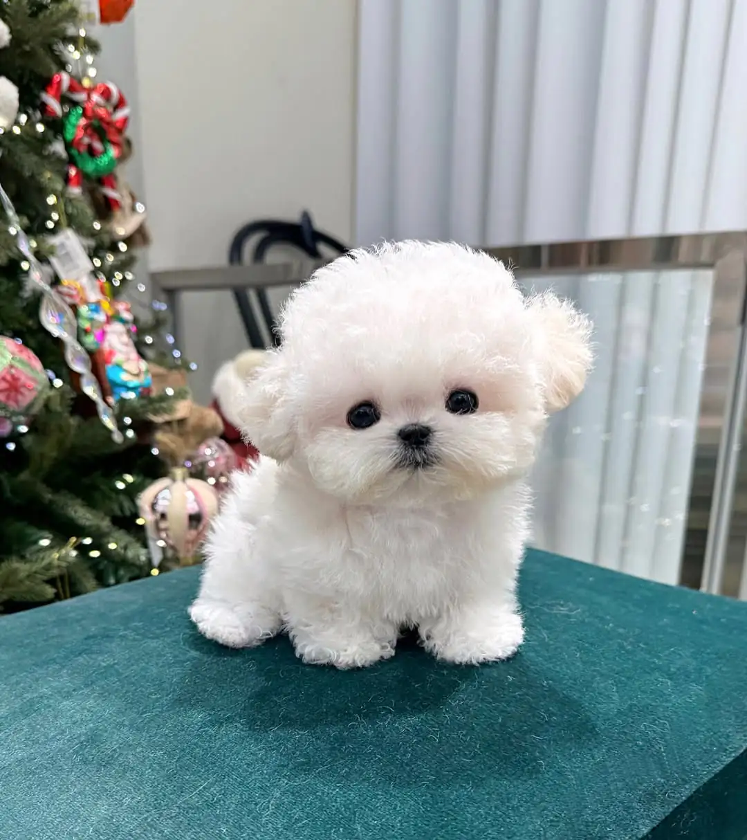 Bichon Frise Puppies for Sale in Dallas – Premier teacup Puppies