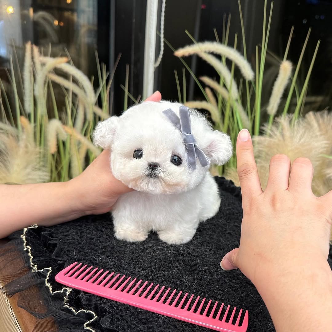 Bichon Frise for Sale – Premier teacup Puppies
