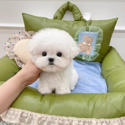 Bichon Frise Puppies for Sale in San Diego – Premier teacup Puppies​