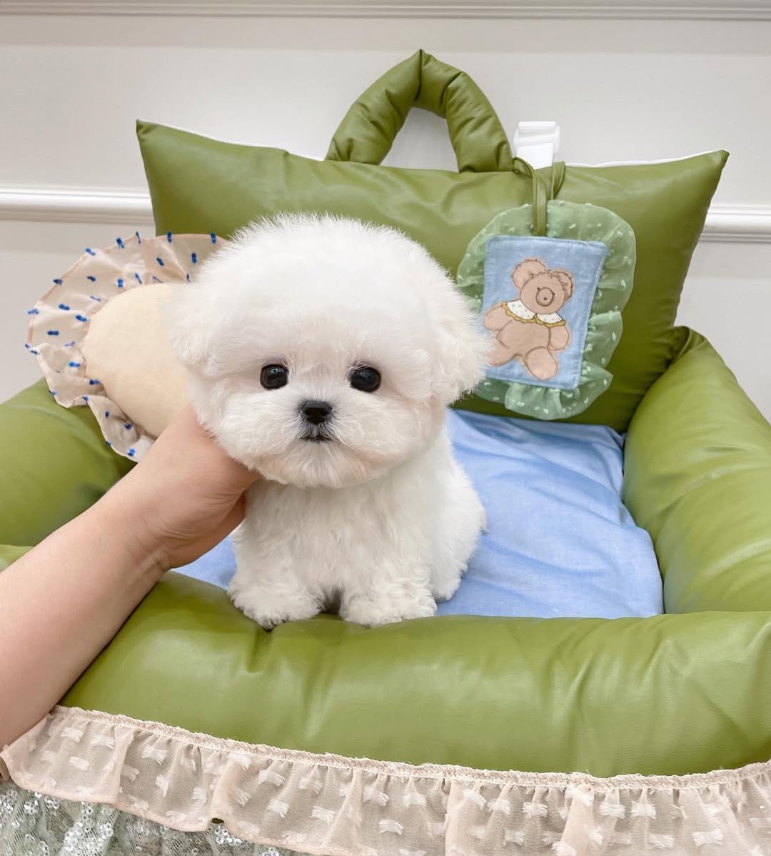 Bichon Frise Puppies for Sale in San Diego – Premier teacup Puppies​