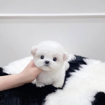 Teacup Bichon Frise Puppies for Sale – Premier teacup Puppies​