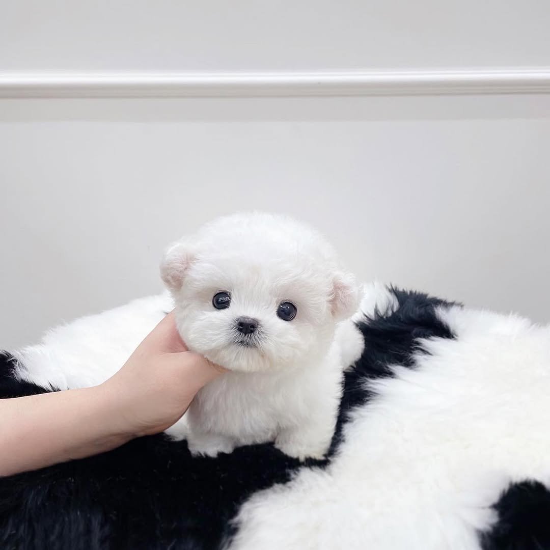 Teacup Bichon Frise Puppies for Sale – Premier teacup Puppies​