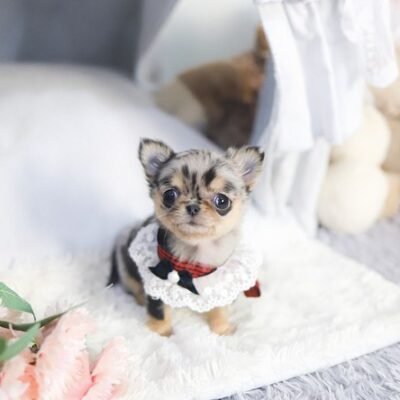 teacup Chihuahuas for sale in Texas