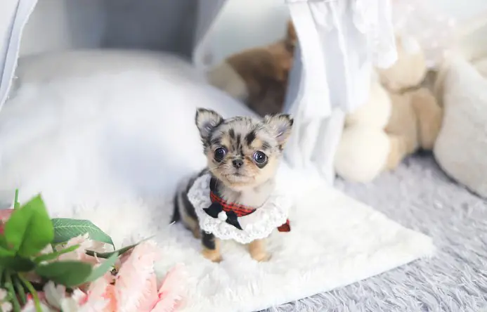 teacup Chihuahuas for sale in Texas