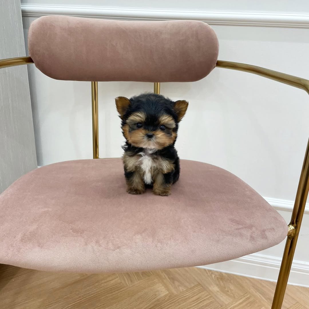 Mini Yorkie Puppies for Sale | Premier teacup Puppies