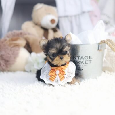 Teacup Yorkie Puppies for Sale up to $400 | Premier teacup Puppies